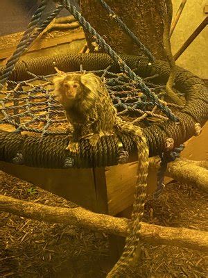 Living treasures donegal pa - Find out the admission fees and benefits of visiting Living Treasures Animal Park in Donegal, PA. Learn how to get discounts and season passes for the park and other …